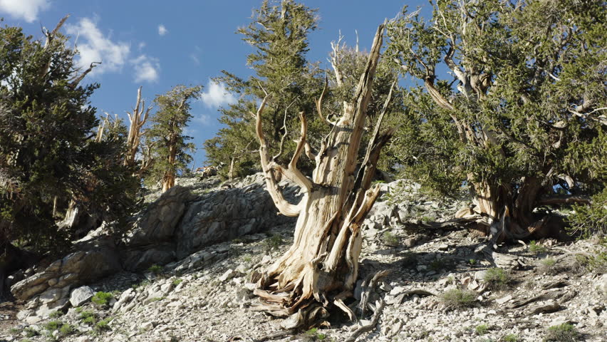 Old dead tree with its roots and trunk at Ancient Bristlecone Pine Forest, California, United States. USA