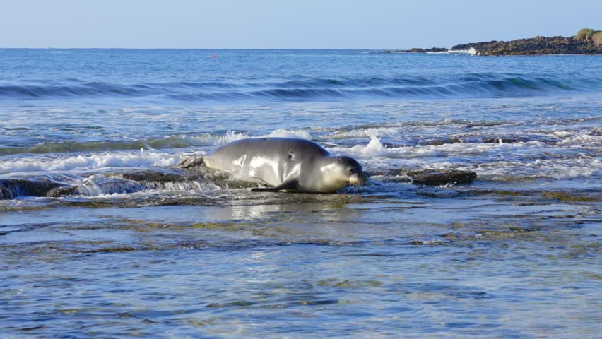 Monk seal in Hawaii sleeping on rocks close to the beach. Waves crashing in backdrop in slow motion shot
