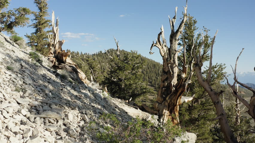 Ancient bristlecone pine trees with gnarled trunks and sparse foliage, set against a rocky hillside in the Ancient Bristlecone Pine Forest