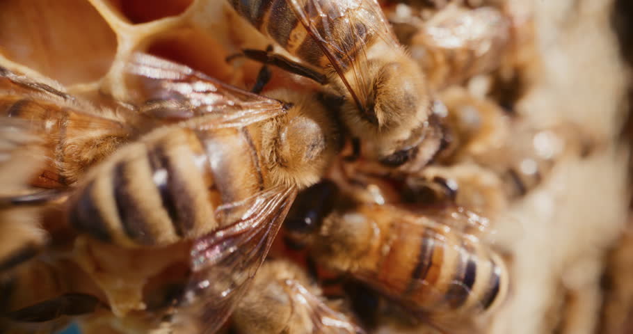 Bee canteen, bees eat, feed, eat honey.
