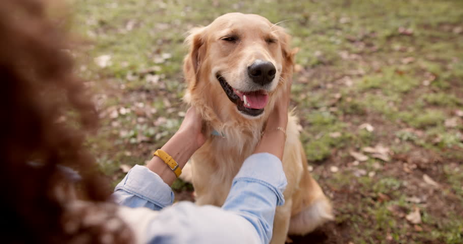 Outdoor, dog and hands of person to stroke, playful and bonding together as friends. Nature, pet owner and golden retriever for walking, training and fun with animal companion with leash in park