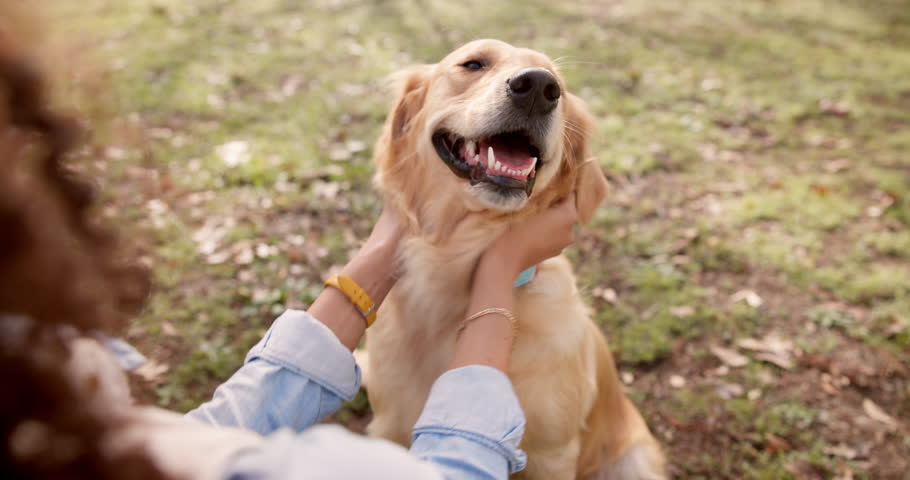 Outdoor, dog and hands of person to stroke, playful and bonding together as friends. Nature, pet owner and golden retriever for walking, training and fun with animal companion with leash in park