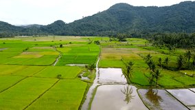 aerial video of rice fields and people planting rice