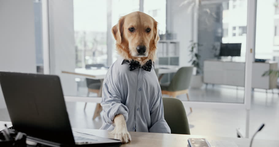 Working, laptop and business dog in shirt with research, online networking and corporate animal at desk. Consultant, comic or Golden Retriever at computer with professional job in pet friendly office