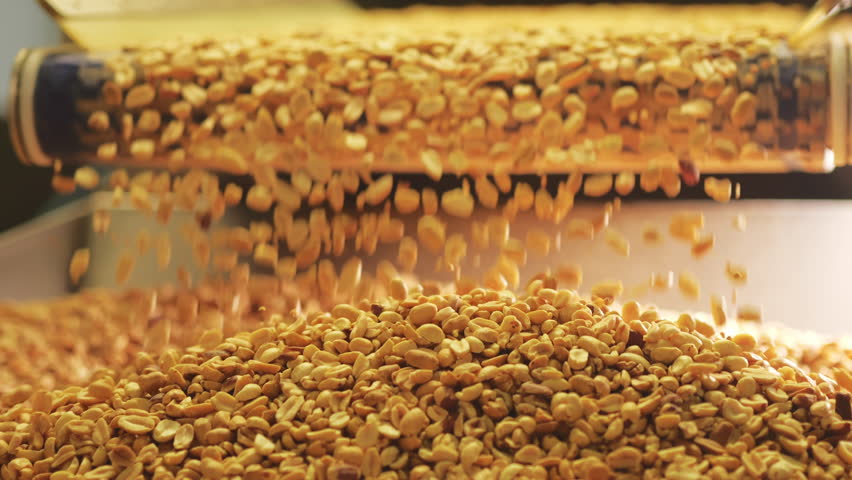 Roasted peanuts falling in a continuous stream onto an industrial food production line, showing dynamic close up of nut processing and modern snack manufacturing workflow.