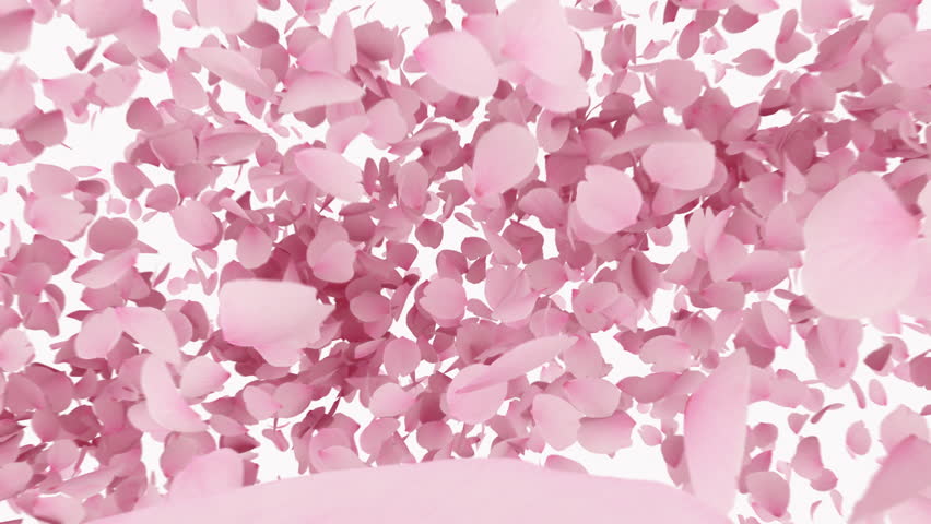 Cherry Blossom Burst on Pastel Background. 3D rendering. Cherry blossom burst and all fall from the scene.