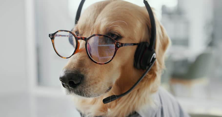 Shutterstock Video