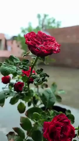 Beautiful red rose in water falls 