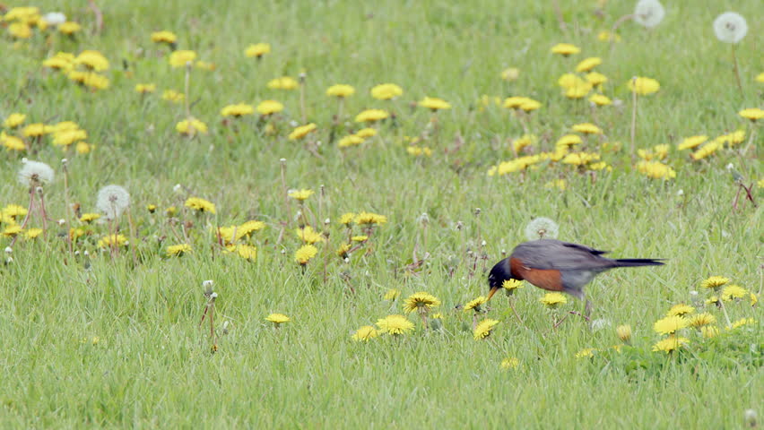 Robin pecks worm from green grass lawn full of dandelion flowers