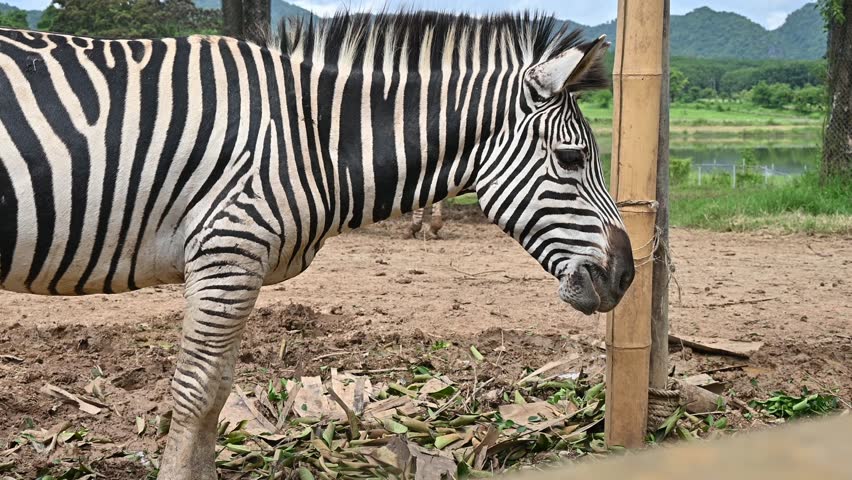 Zebra living in the wildlife conservation area in Thailand. Zebra is species of African horse family unique with having black an white strippit coats.