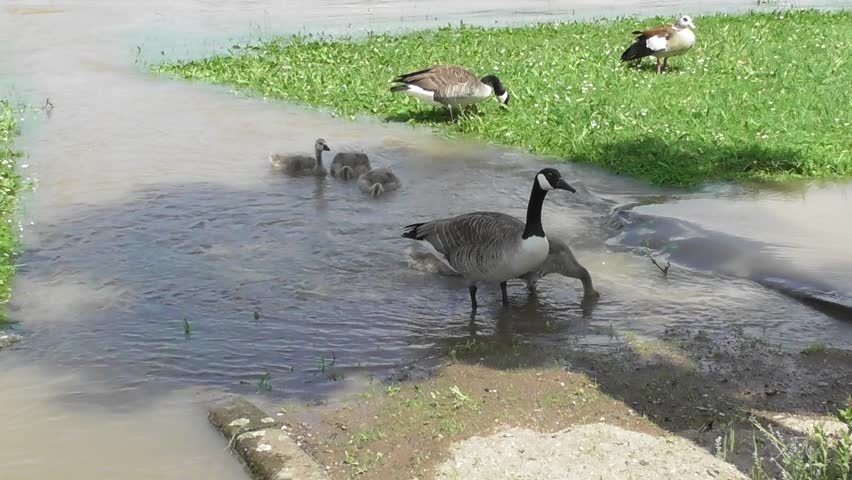 geese on the flooded shore