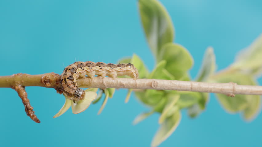 A Brown Caterpillar On A Tree Branch Eating A Juicy Green Leaf Against A Blue Background.