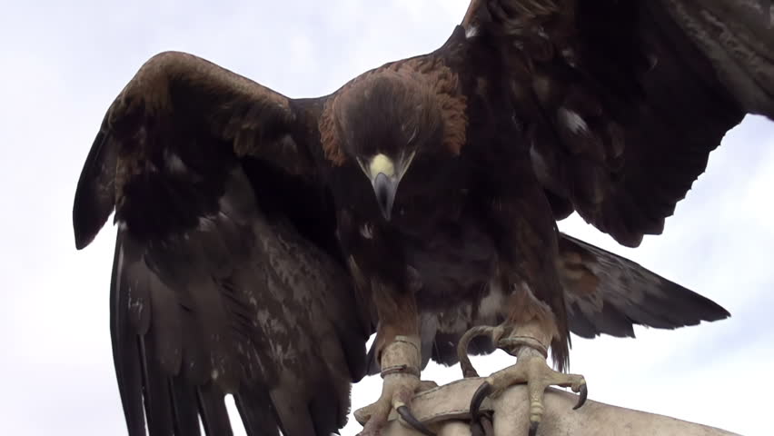Ancient Method of Hunting. Slow Motion. Saker falcon flaps its wings while sitting on the hand of the hunter