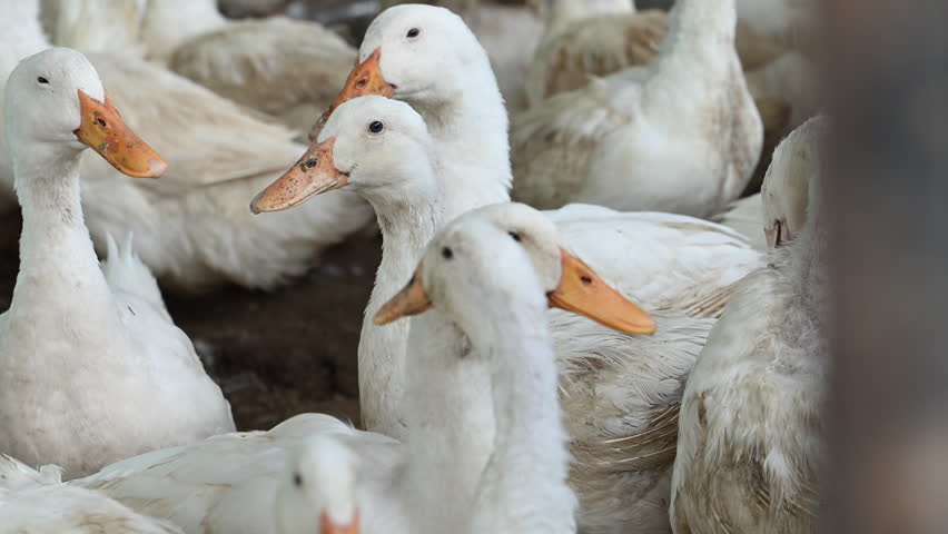 Domestic white duck feeding in a rural yard