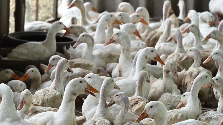 Flock of ducks on the rural farm. Poultry and subsistence farming concept