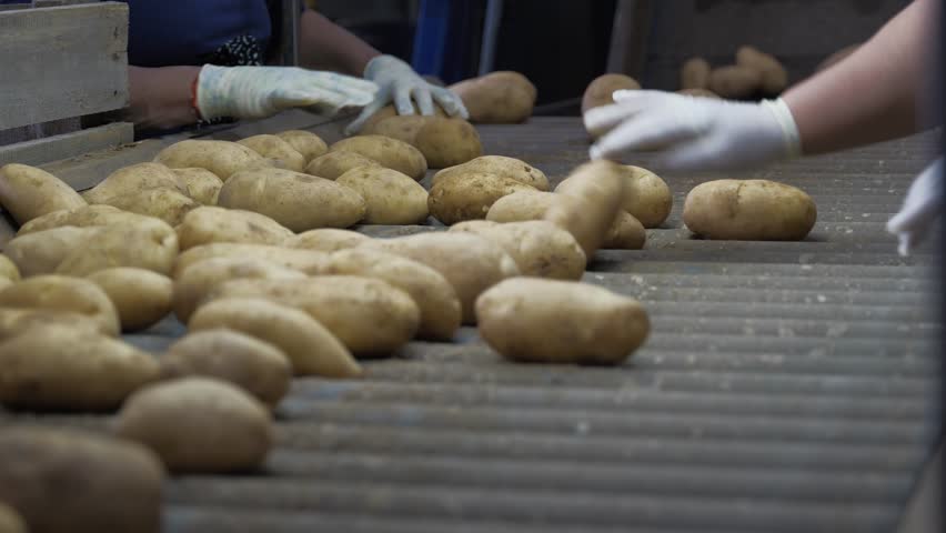 Fresh Potatoes Are Getting Sorted By A Team Of Agricultural Workers