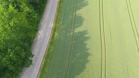 Aerial view of a winding road in the forest and a wheat field with tractor tracks. Countryside