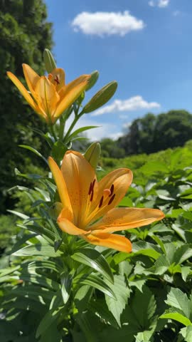 Orange flowers Lilium bulbiferum fire lily, Jimmy