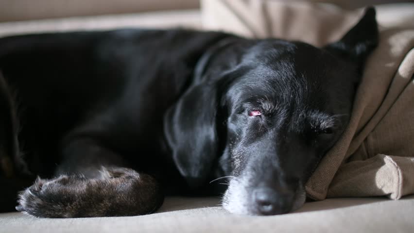 A senior black Labrador is seen sleeping on a couch.