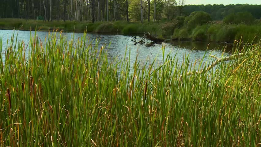Swamps At Blackwater National Wildlife Refuge, Maryland - Tilt Up Shot
