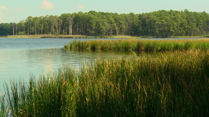 Marshlands In Blackwater National Wildlife Refuge During Summer In Maryland - Wide Shot