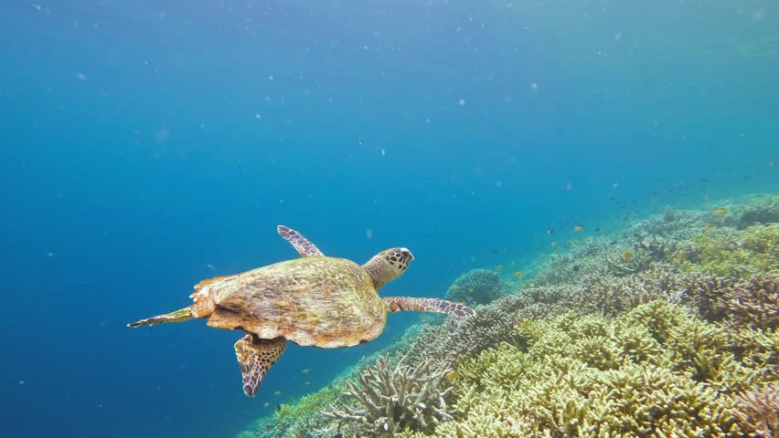A beautiful hawksbill sea turtle swims over diverse coral reef of Raja Ampat, Indonesia. The clear blue waters and rich marine biodiversity highlight the untouched beauty of this underwater paradise.