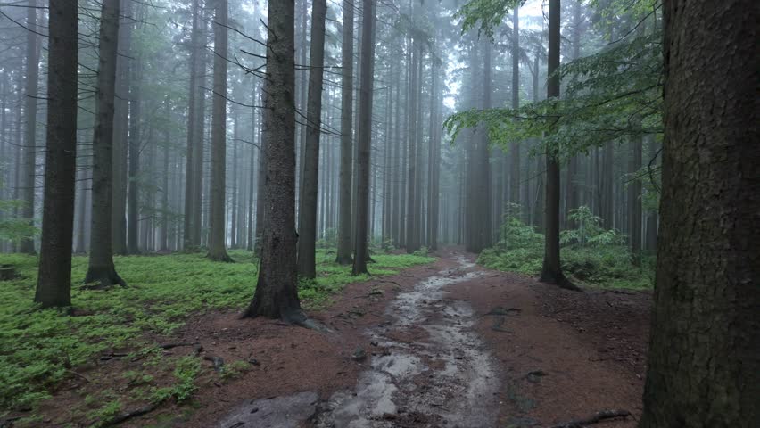 Relax in a magical forest on a foggy wet morning after rain. Tall trees accompany the forest path. The smell of fresh forest after rain in the silence of nature