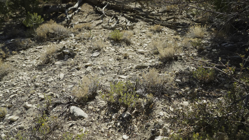 View From Top Of Forested Hill Overlooking Big Bear Lake In Distance, Tilt Up
