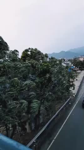 A scenic view of a highway lined with tall trees,. The trees are swaying slightly in the breeze.