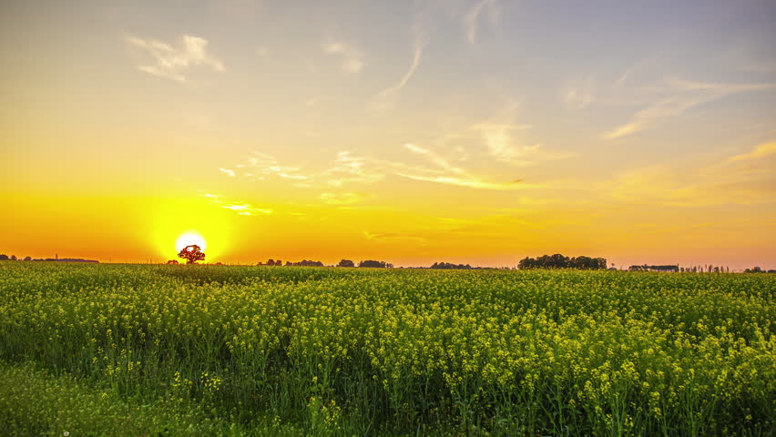 A beautiful sunset changes from yellow to orange over a rapeseed field.