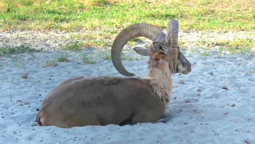 urial, also known as the arkars or shapo, is a wild sheep native to Central and South Asia. Wild sheep Urial, Ovis orientalis vignei, in the nature habitat. Close up of urial.