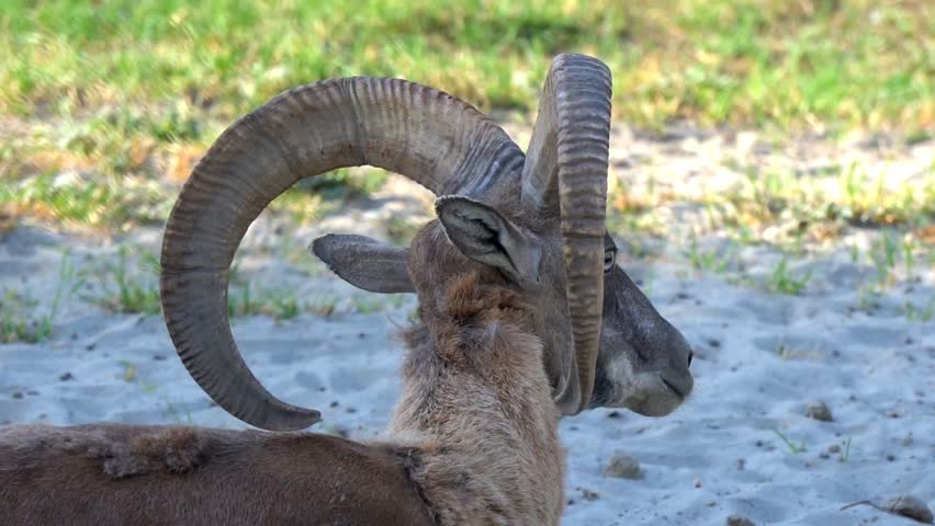 urial, also known as the arkars or shapo, is a wild sheep native to Central and South Asia. Wild sheep Urial, Ovis orientalis vignei, in the nature habitat. Close up of urial.
