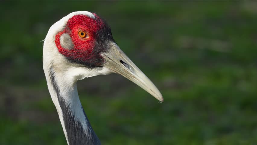 Close up of of a White-naped crane head looking around	