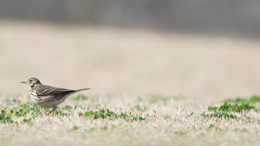 buff bellied pipit in a field