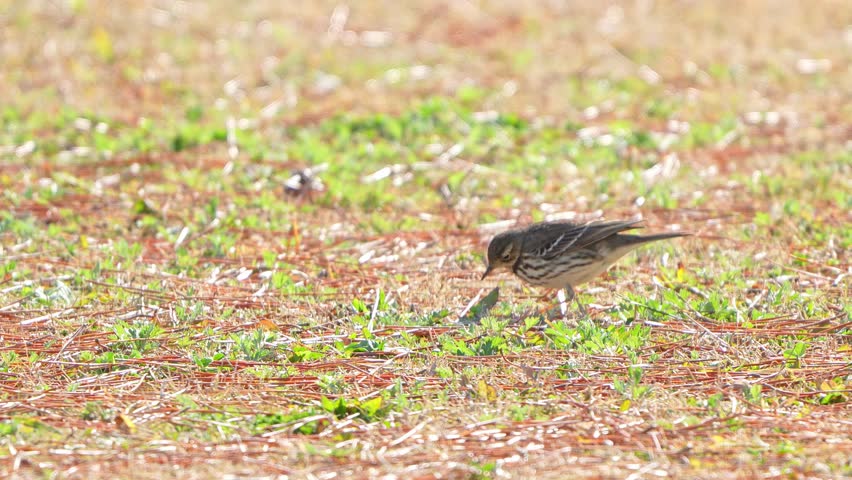 buff bellied pipit in a field