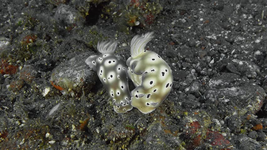 Two spotted nudibranchs sit on a rock lying on the bottom of a tropical sea next to each other. Tryon