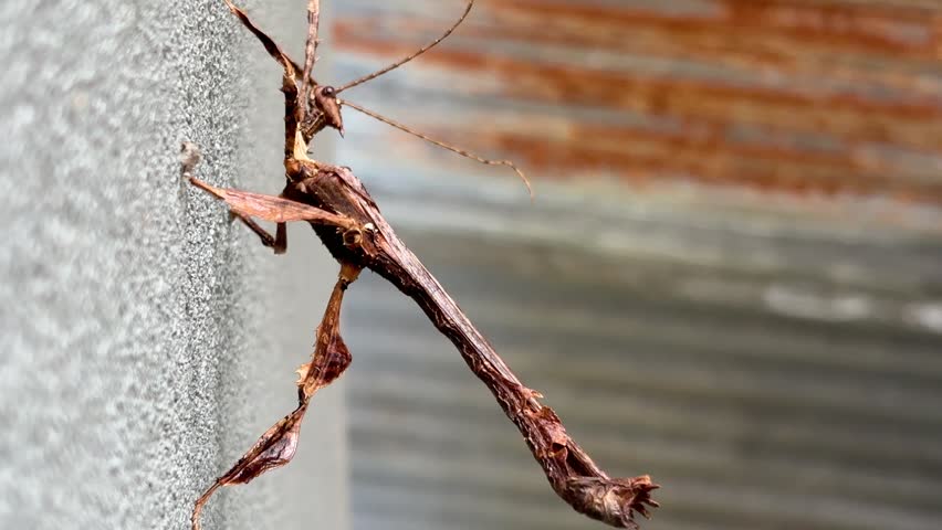 Stick insect (Extatosoma tiaratum). Insects that are shaped like wooden twigs