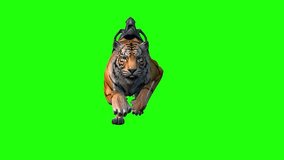 Tiger wild animal green screen attact animal or chroma key art or amazon tiger green screen or video fee fotage