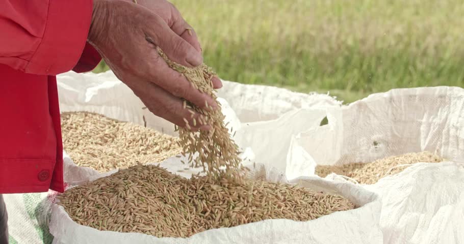 Farmer Holding Handful of Organic Rice at Harvest on Paddy Field.  Slow motion Close Up Hands with Grains.
