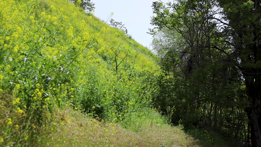 Low angle view of vibrant yellow flowers on a hill with residential buildings in the background as the camera moves from right to left