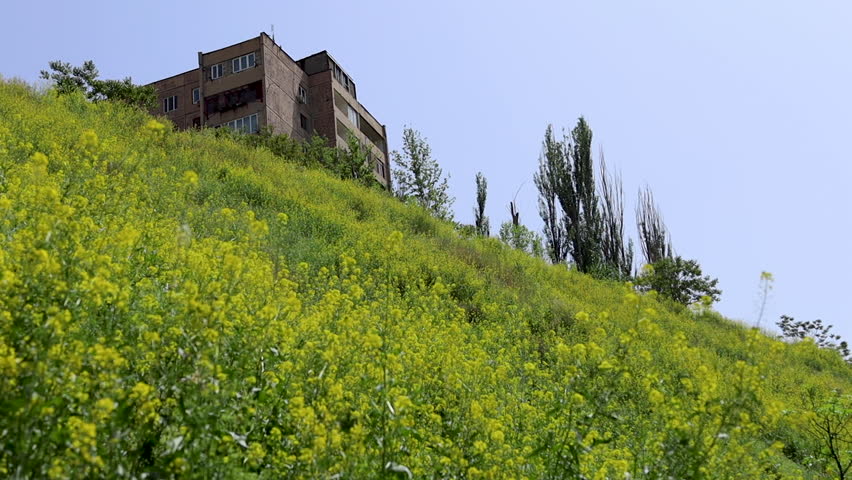 Low angle view of vibrant yellow flowers on a hill with residential buildings in the background. Flowers on a sunny, windy spring day, lively, colorful scene.
