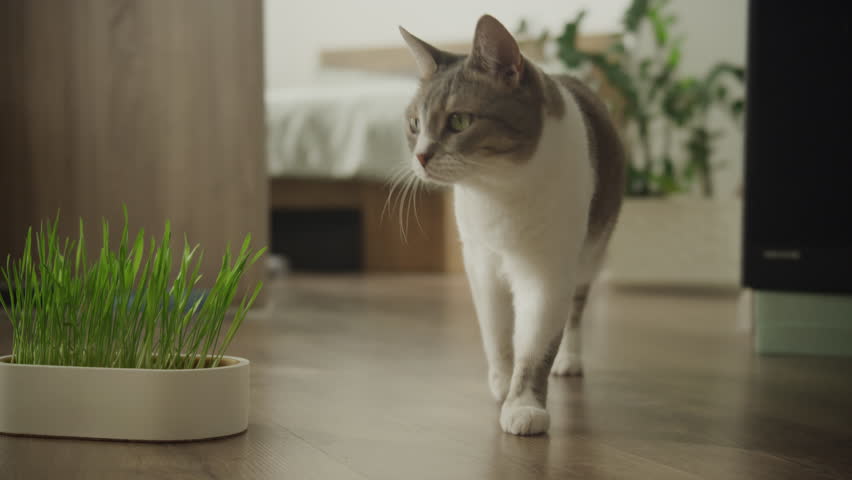 Cat walking indoors near a pot of grass