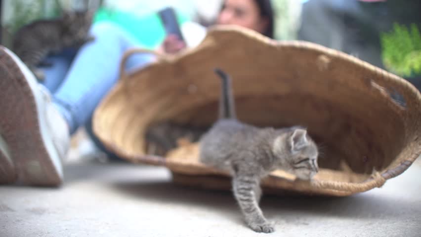Cute small baby cats litter at basket learning to walk outdoors. Adorable new-born kittens portrait. 