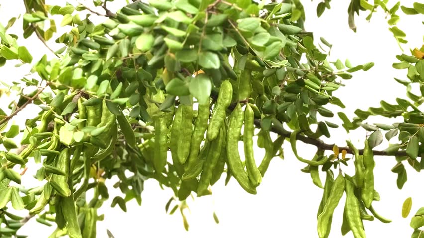 Carob trees ripening on the tree.