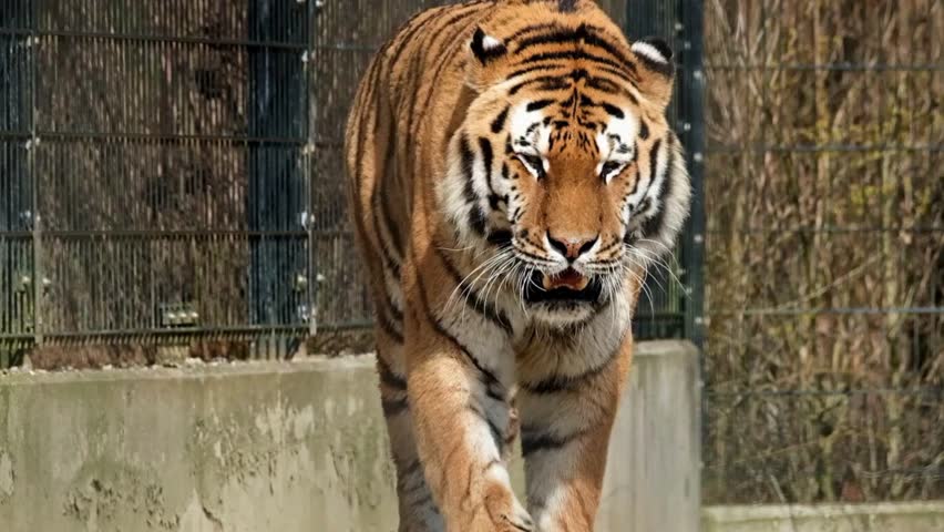 tigger in wild enjoy life