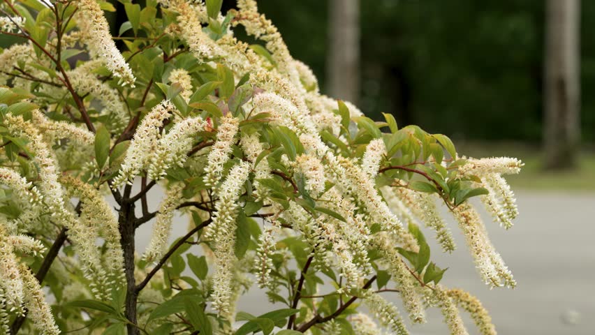 Itea virginica ornamental bush with delicate white flowers swaying gently in the summer breeze close up