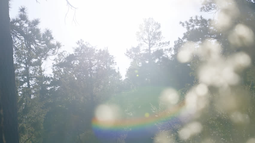Rack focus from bright sunlight to summer shrubs and flowers growing in the mountain forests of big bear lake, California. Close up shot