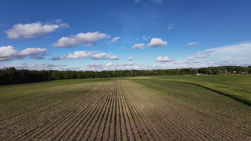 Drone shot flying over sunny cornfields in the midwest United States. Taken at golden hour in sunset