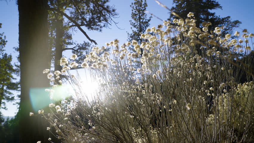 Sunlight shining through Spring Grass Flowers In a Forest During The Daytime.