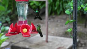 Stripe-tailed Hummingbird (Eupherusa eximia) Feeding at Feeder in Costa Rica - Close-Up Wildlife Footage